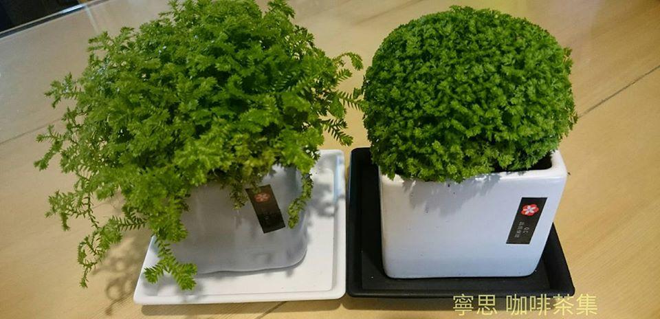 寧思 咖啡茶集