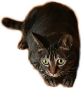 キャッツ
