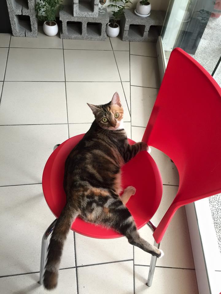 Meow鮮炸鮮飲