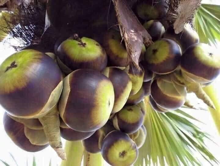 ຮ້ານຕຳຖາດ@ສະພັງໝໍ້