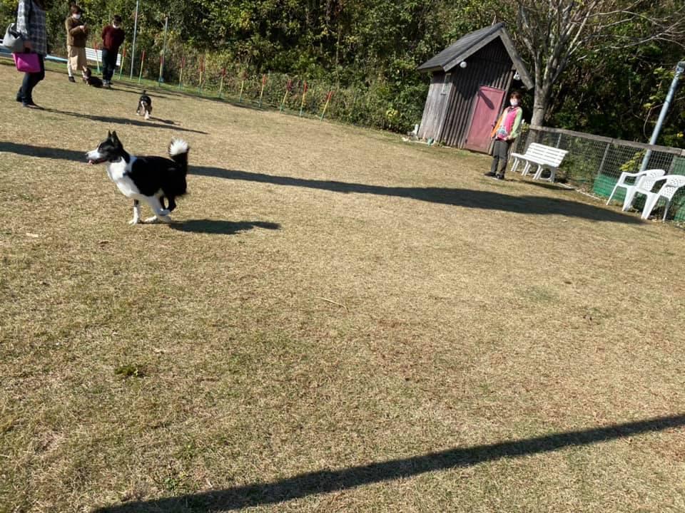 テキサスロングホーン