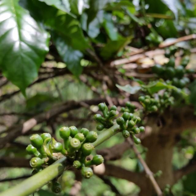 Msumbi Coffees
