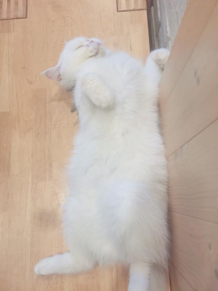 日光貓 sunbeam cat＊