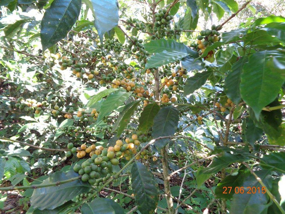 BUHOS Coffee