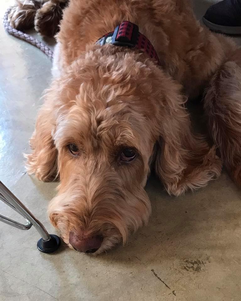 Dog Cafe & Garden L'allure