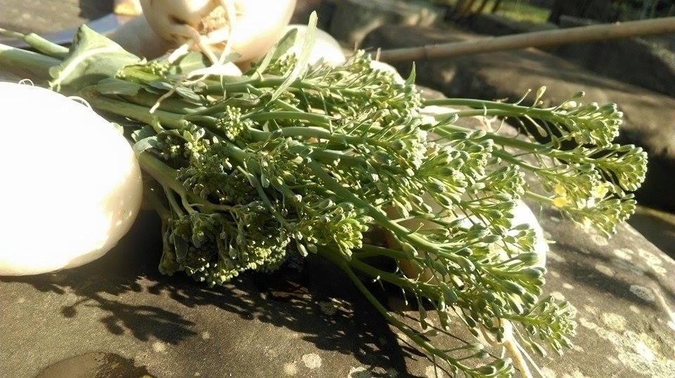 南庄獅子園