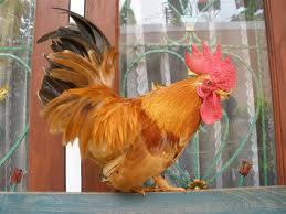 Odil Chicken