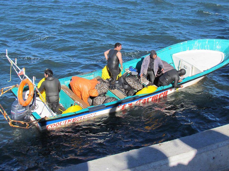 Vientos del Sur, Concepción