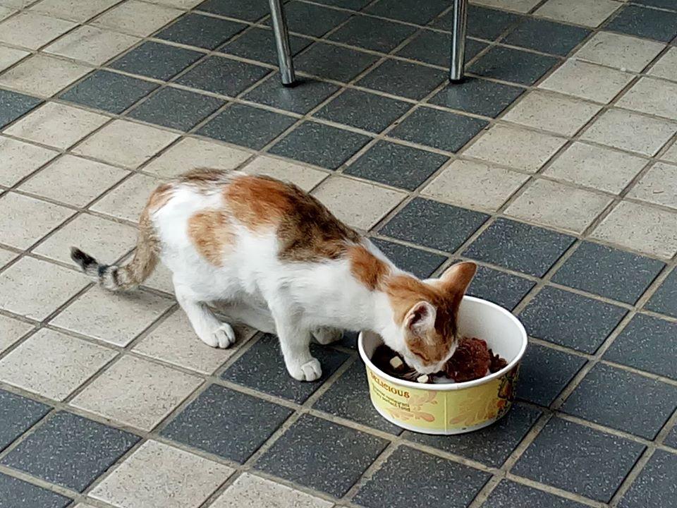 唐果蔬食料理