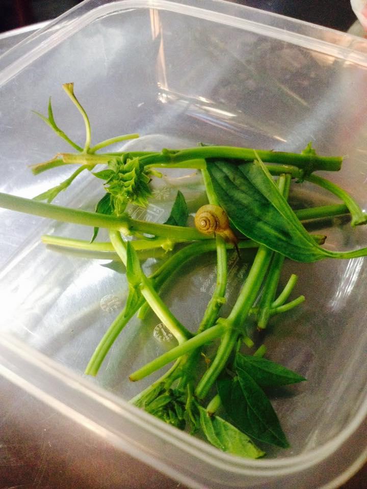 小日子義式廚房