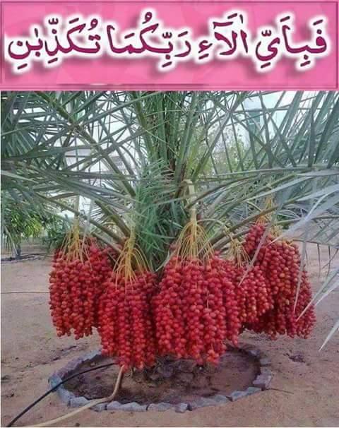 دربار ہوٹل اینڈ باربی پوائنٹ