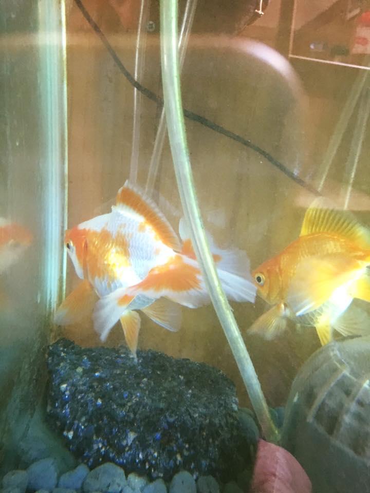 マイル ハイ