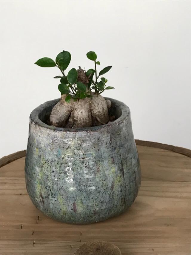 みつふじ
