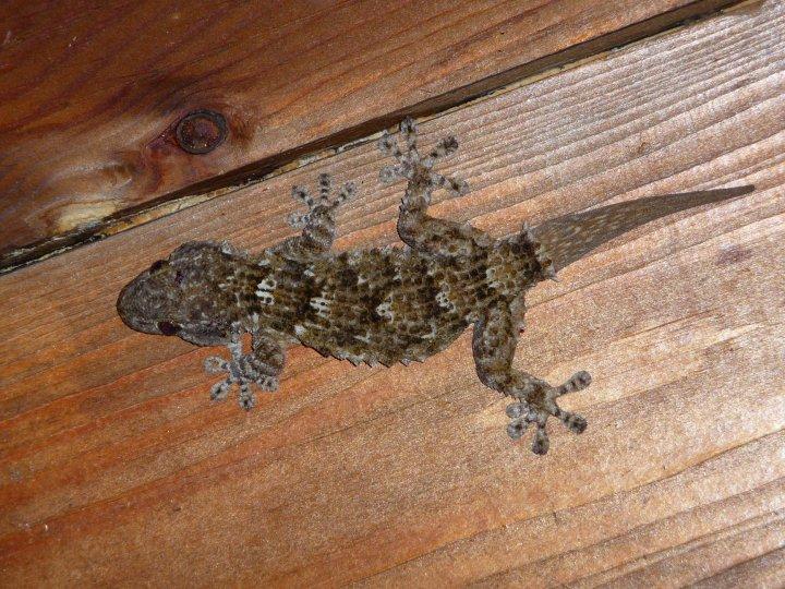 Geko