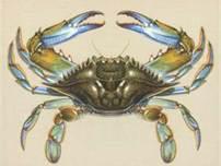 C & D Seafood Inc.