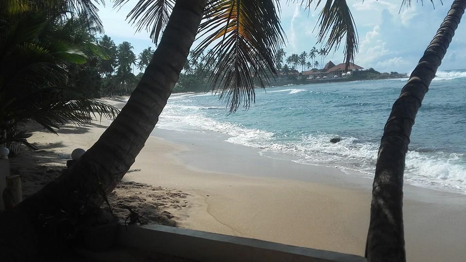 Coconut Palm