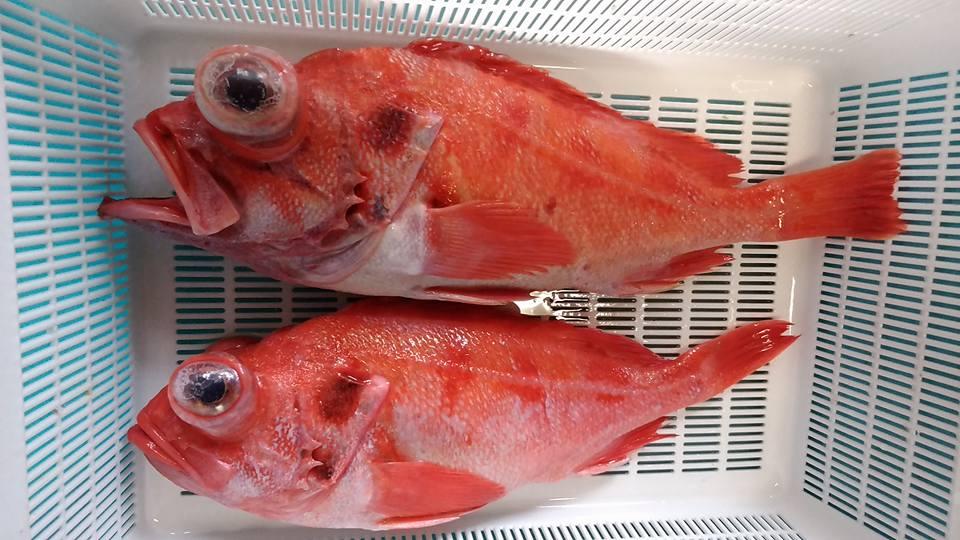洋野町種市のさかなや　産直丸魚