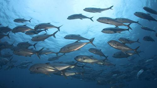 Nation Sea Food PVT Ltd