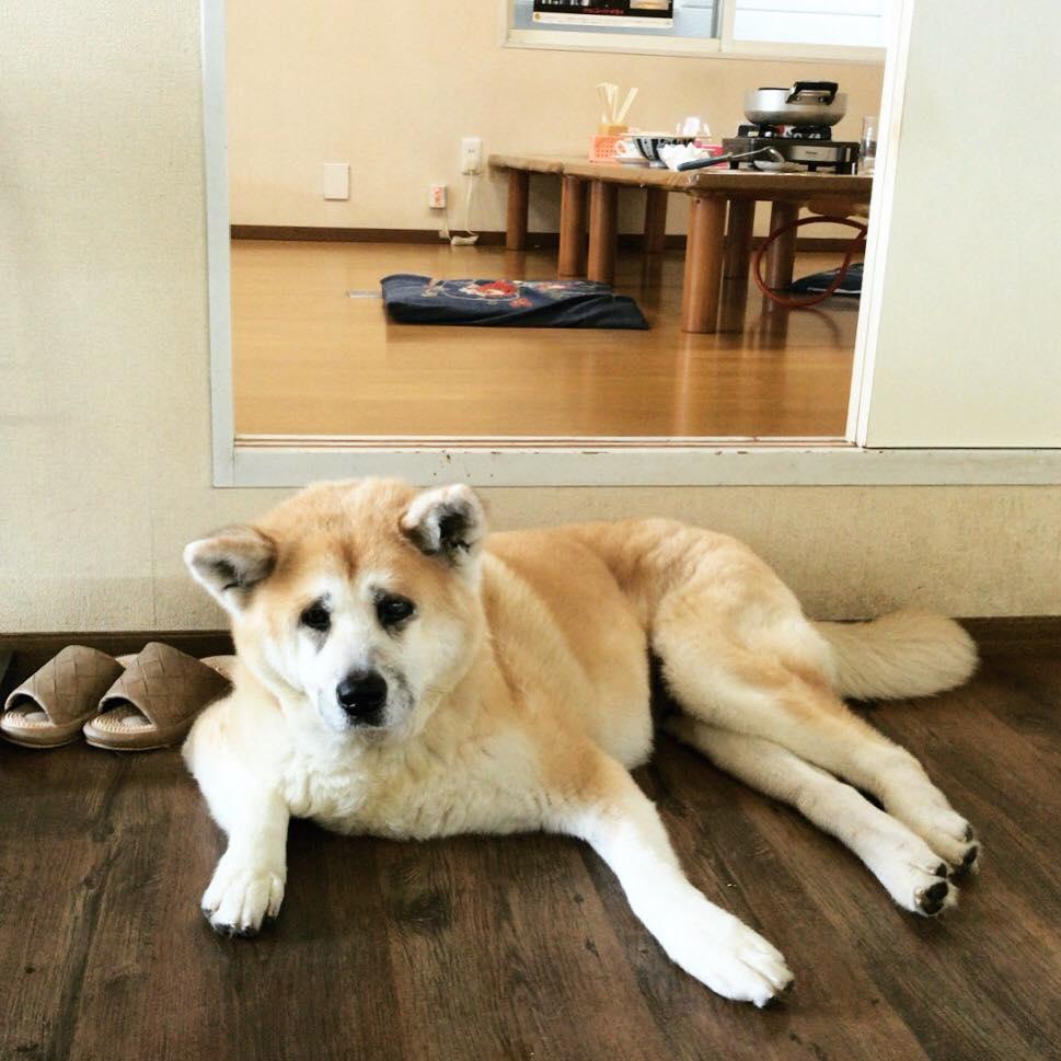 龍ちゃんホルモン