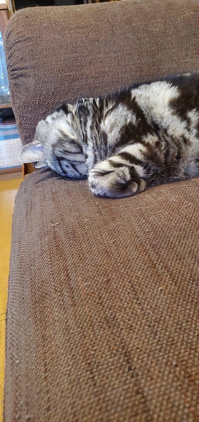 VEETRE
