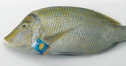 Lucky FishShop