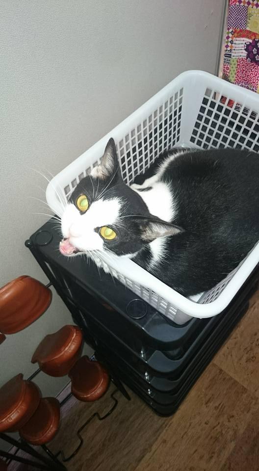 しまねこカフェ