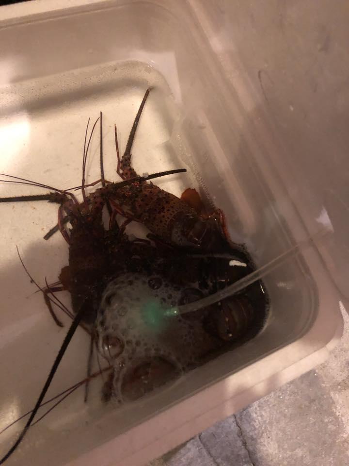 さかな堂