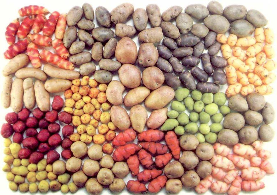 Potato's Ciudad Cochabamba