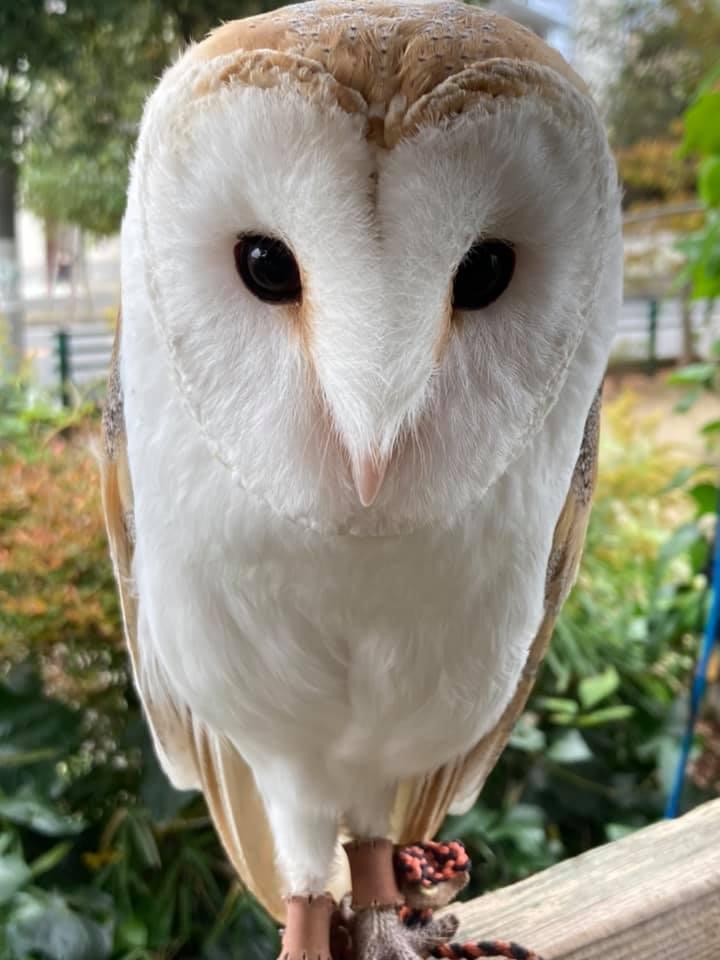 カフェリトルズー