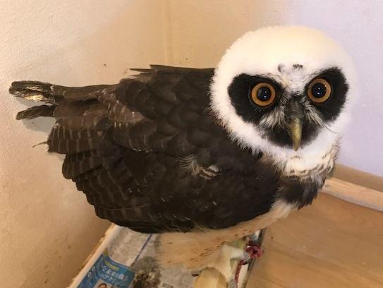 しあわせをよぶフクロウカフェ　Country　Owl