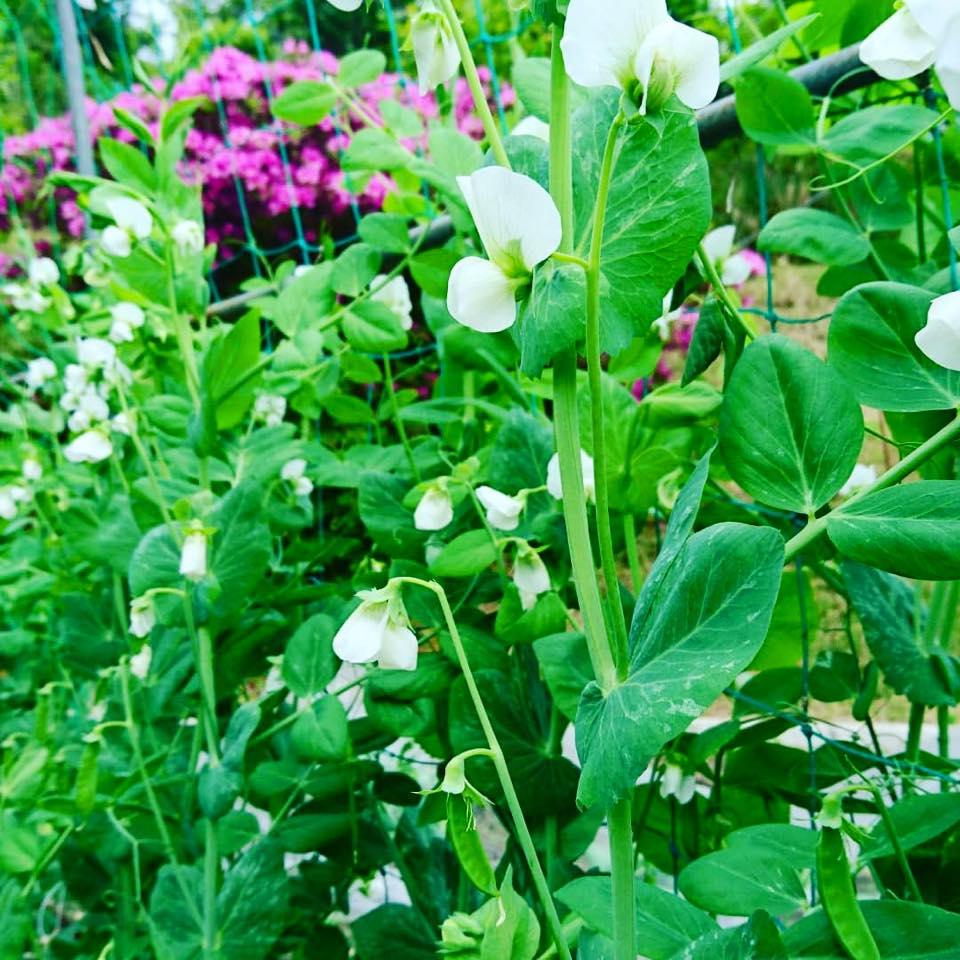 旬菜工房 茶里