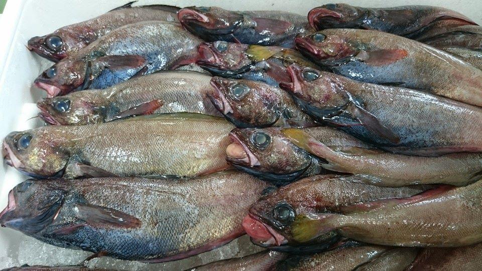 アナゴどん： 女川海の膳 ニューこのり