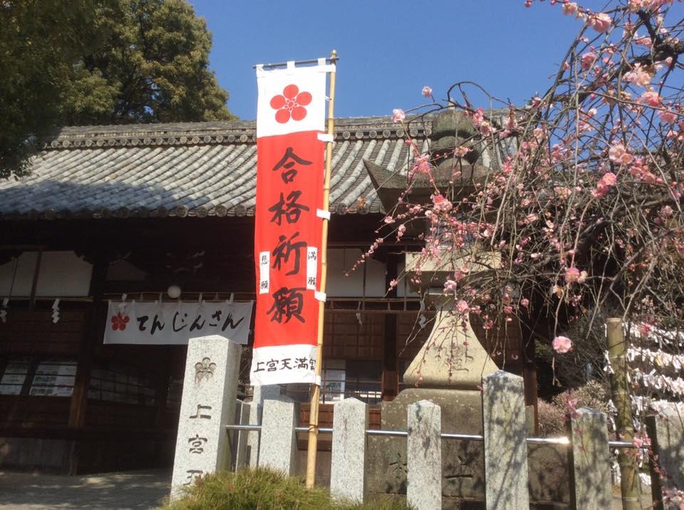 梅花浪漫