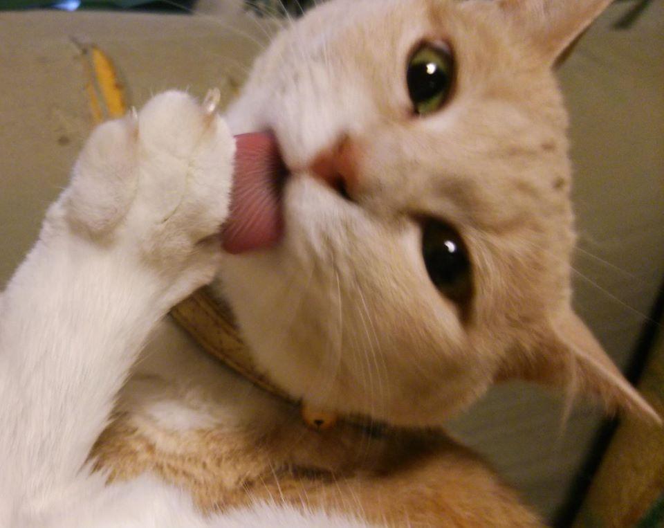 猫猫堂