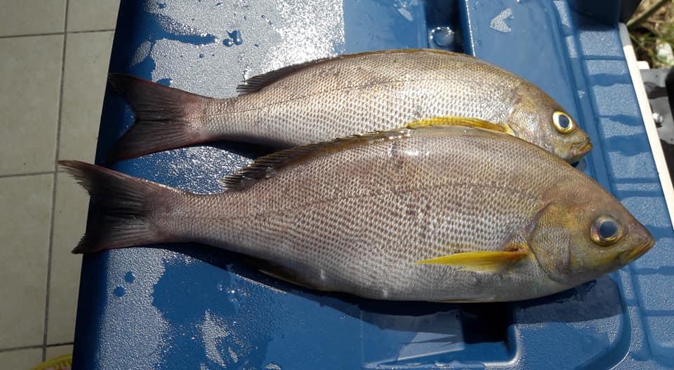 魚川生態工坊
