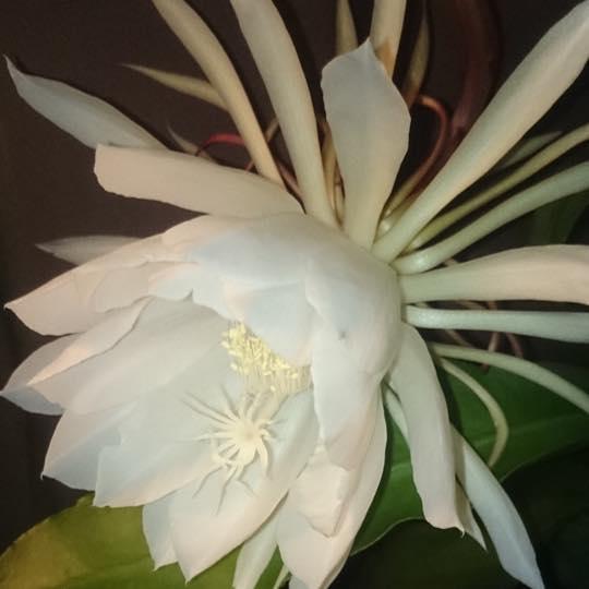 よしの