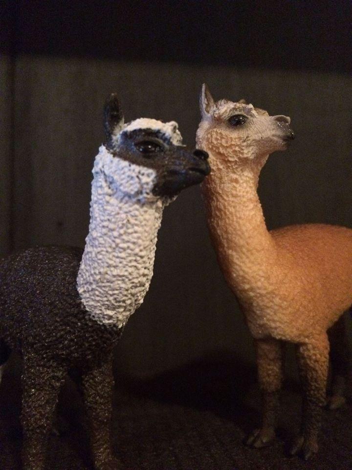 ALPACA