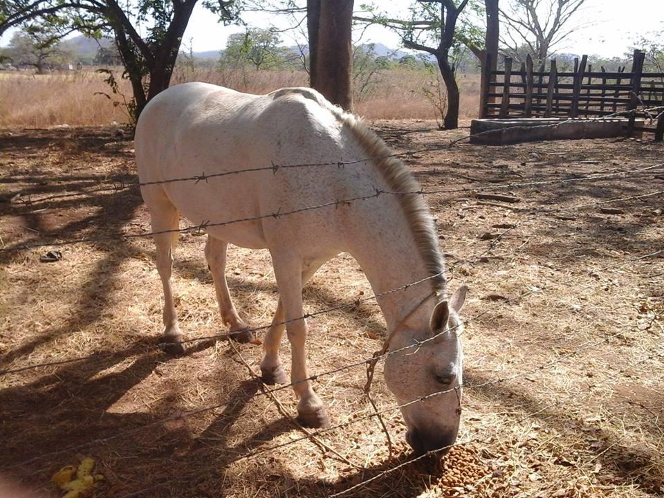 Soda el Sabanero