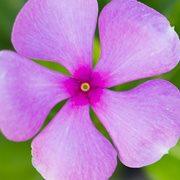 ののはな・草花と暮らしの教室