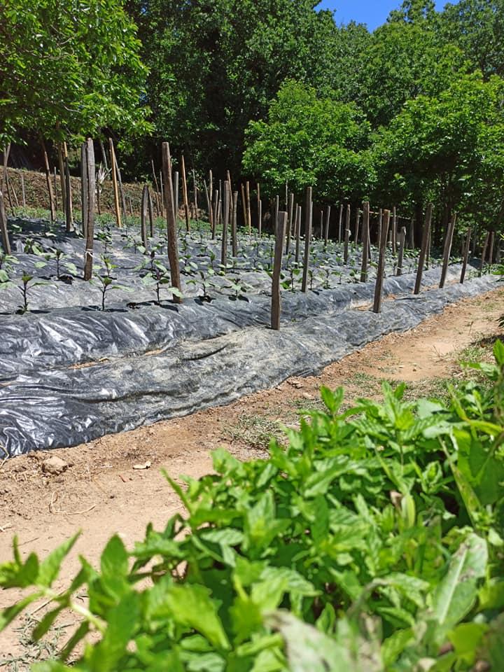 Ristorante Al Boschetto