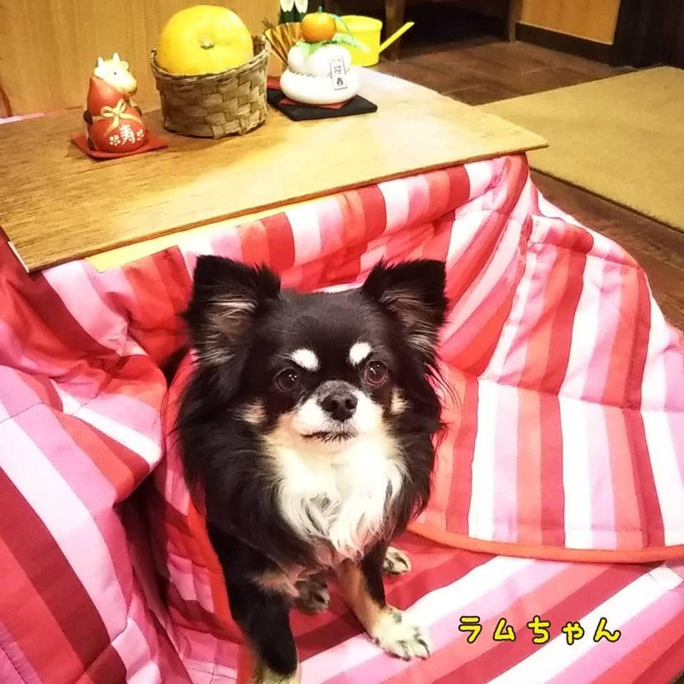 ダイニングキッチンちょび