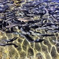 Dokuzgoz Trout Facility Nigde/Camardi
