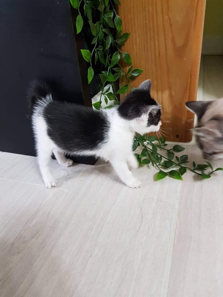 Miao 米亞歐隨義小廚