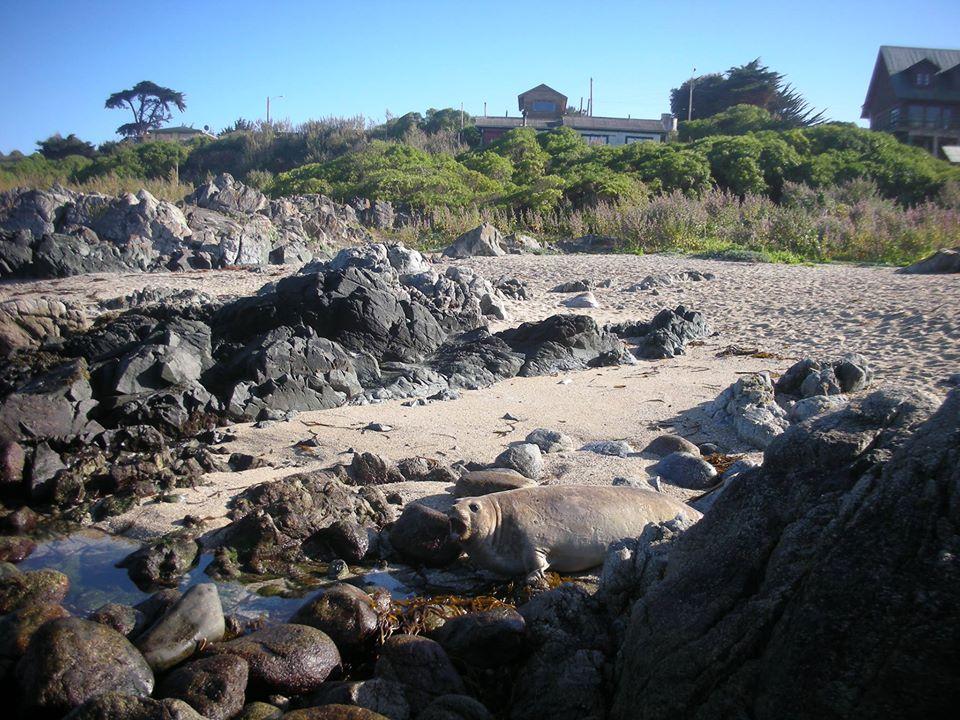 Kaleuche Restaurat