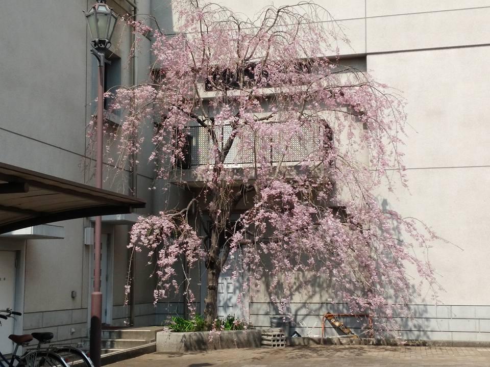 温気瑠大野