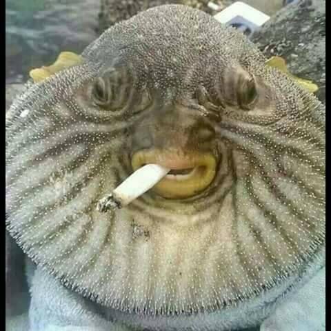 金牛仔牛排