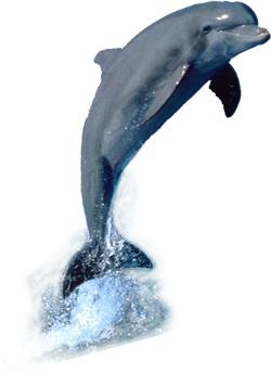 Sharky