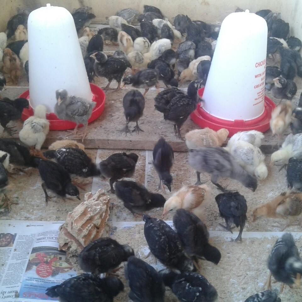 Lamu Mpeketoni Kienyeji Chicken