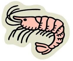 Shrimp Boys