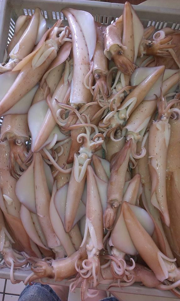 澎湖信海興野生海釣